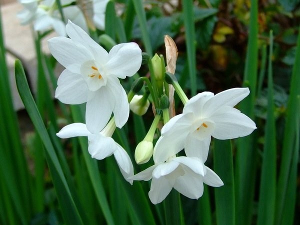   (Narcissus Posticus)