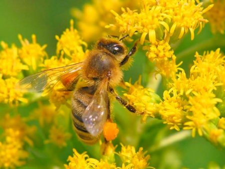 Пчела с собранной пыльцой