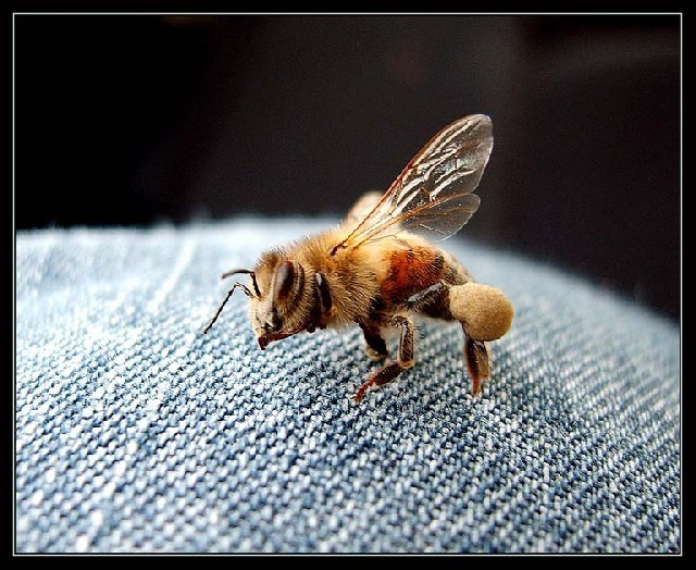 Апитерапия: лечение мёдом и пчелопродуктами