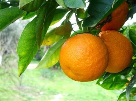 Вред и польза от апельсинов