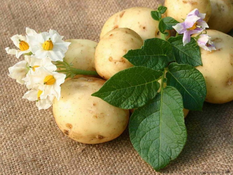 Картофельный сок и его свойства