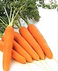 Лечение геморроя посевной морковью
