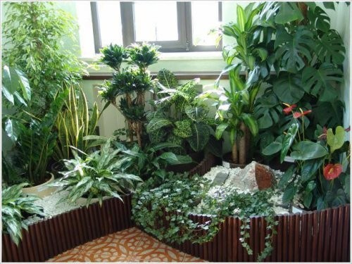 Фитонциды комнатных растений