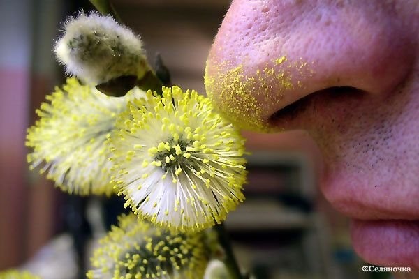 Аллергия на пыльцу: что нужно знать