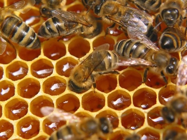 Чем полезен пчелиный подмор?