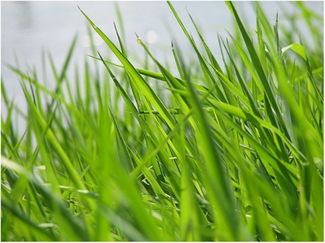 Запах скошенной травы снимает стресс