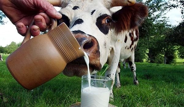 Молоко: мифы и правда, экология, кипячение, дети и взрослые
