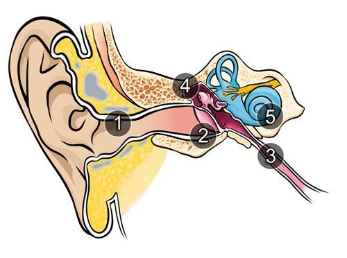 Как устроены органы слуха и как их обезопасить?