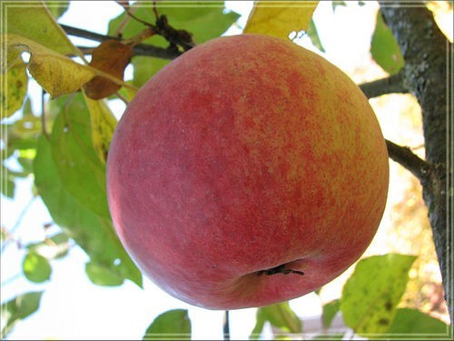 Яблочный уксус для сужения расширенных вен при варикозе