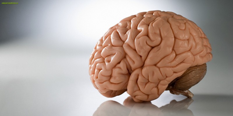 Здоровый мозг – залог крепкого здоровья