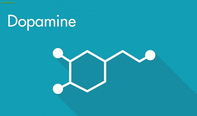 Функции дофамина: что такое дофамин и как он влияет на нас