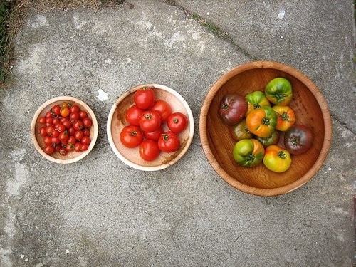 Применение разных сортов помидоров в кулинарии