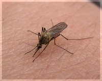 Средства от укусов комаров