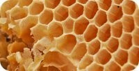 Полезные свойства меда и лечение медом
