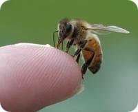 Укусы пчел вылечат ревматизм