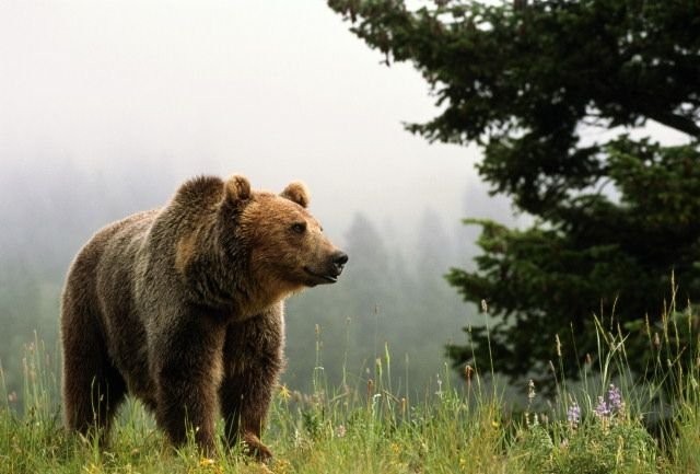 Барсучий и медвежий жир: в чём польза, что и как лечить, рецепты приготовления, внутреннее и наружное применение, где купить