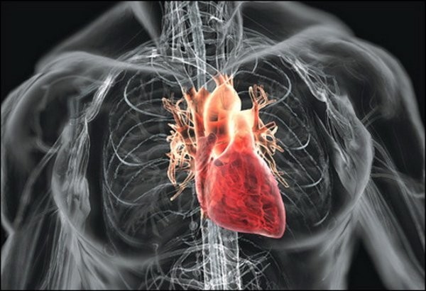 Как устроено сердце и как оно работает?