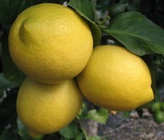 Дышите лимоном и эвкалиптом для бодрости и увеличения работоспособности