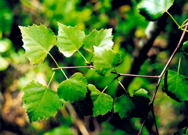 Если застудили почки, помогут березовые листья