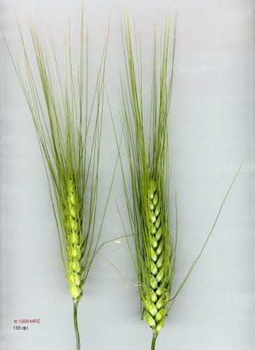 Пшеница в народной медицине