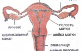 Воспаление придатков матки симптомы и лечение народными средствами thumbnail