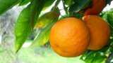 Вред и польза от апельсинов