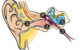 Как устроены органы слуха и как их обезопасить?
