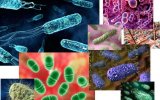 Бактерии, как причина инфекционных болезней