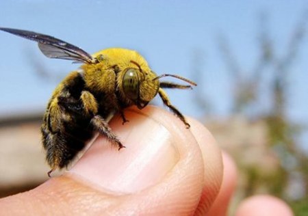 укусы пчелы