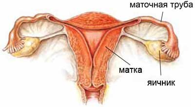 Строение женской репродуктивной системы