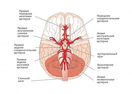 Артерии,питающие головной мозг