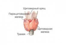 Роль щитовидной железы в жизни человека
